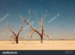 dead treesmages (3)